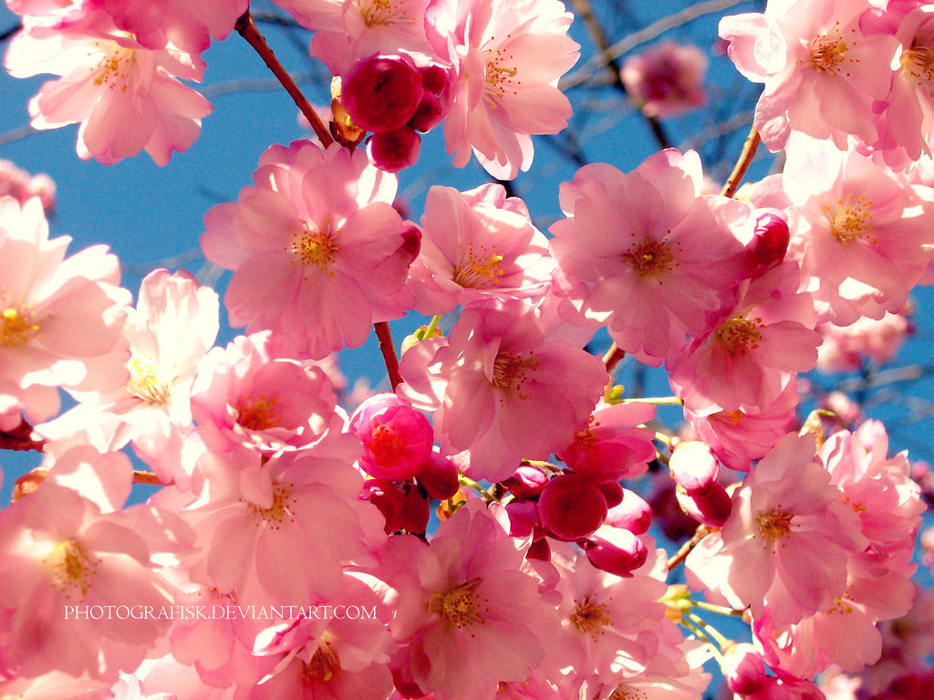 Ii Springy Images Springy by Photografisk on DeviantArt