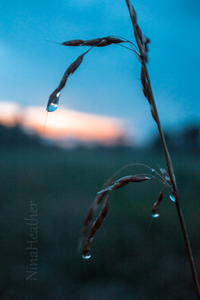 After the rain