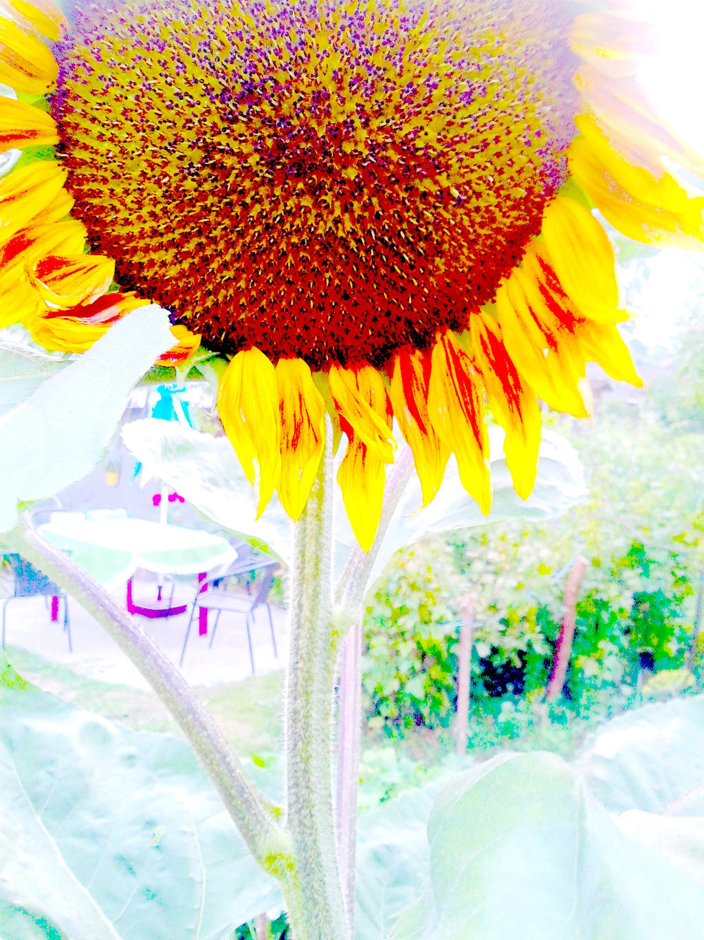 sunflower