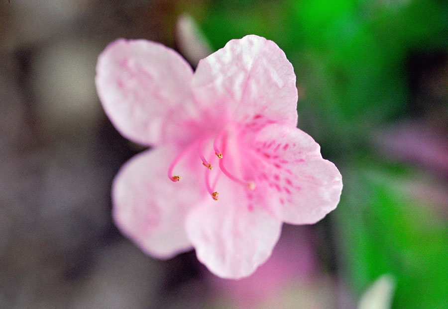 Flower No 5