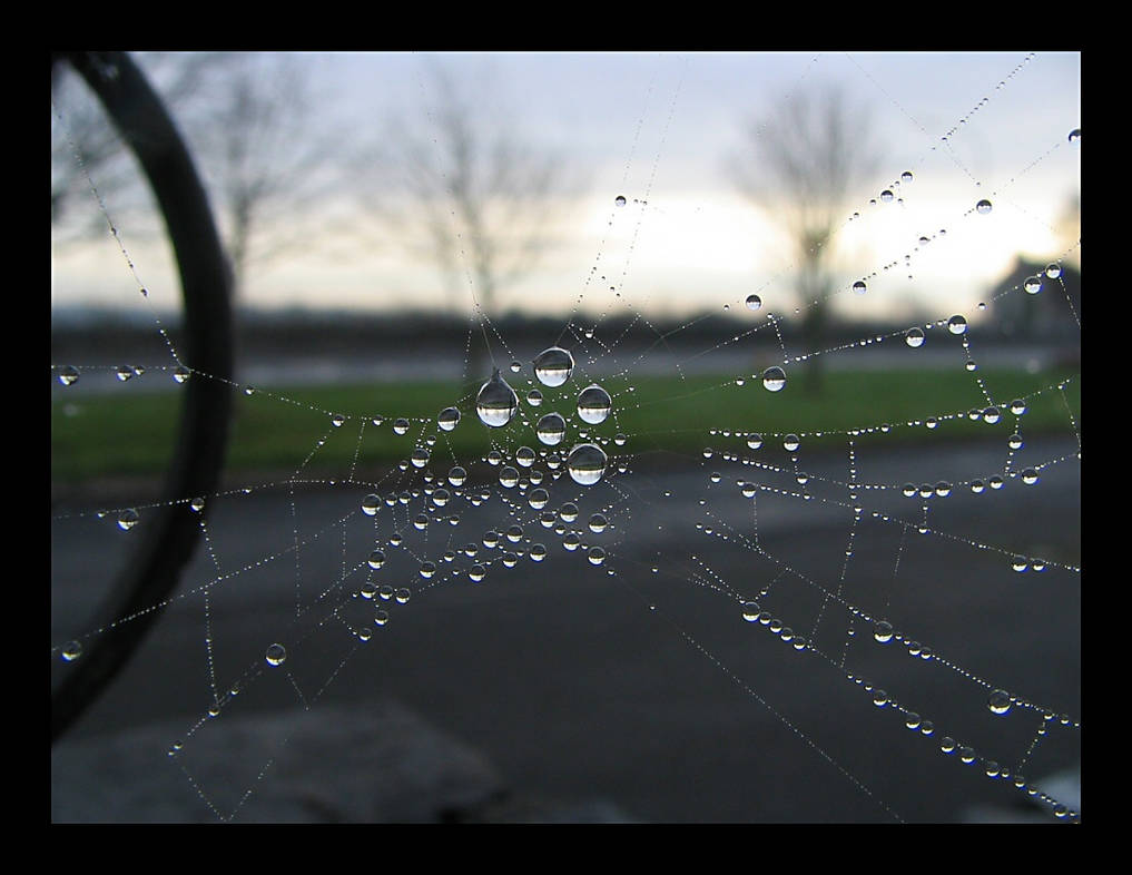Reflection in The Web by captsolo