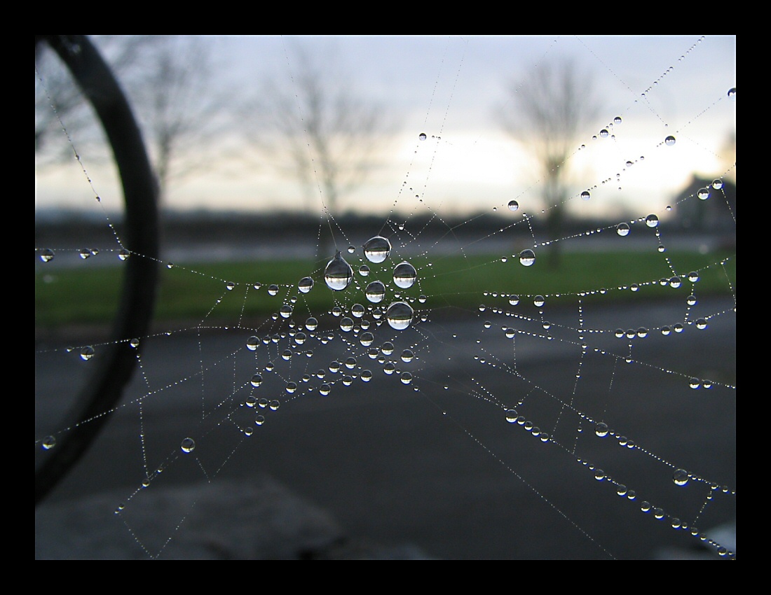 Reflection in The Web by captsolo