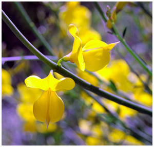 Delphi - Yellow Flower