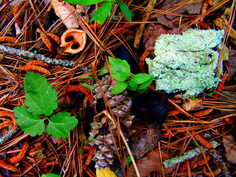 Forest floor