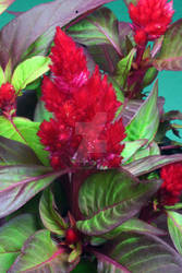 Unknown Red Plant 3