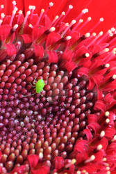 Unknown Red Plant 4 Closeup