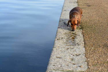 Dachshund and The Serpentine