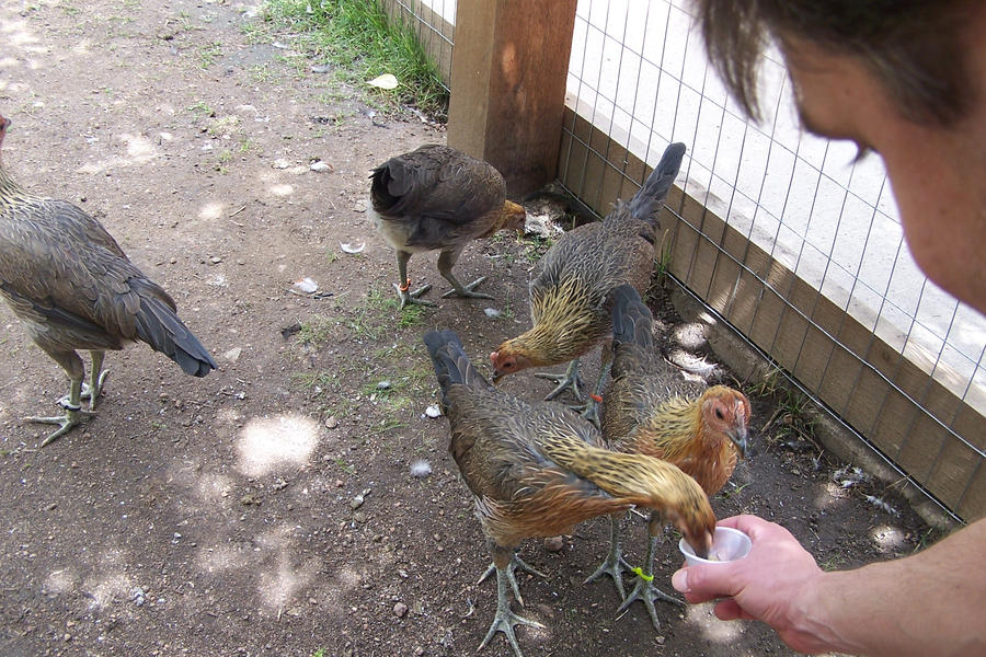 Raptor Chickens by sora-sigunda on DeviantArt