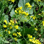 Bumble Bee and Mustard Seed