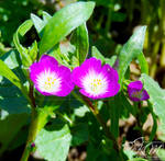 California Wildflower 2 2018