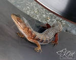 Western Skink