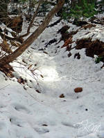 Snowy Hike 7