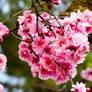 Plum Blossom 2019 4