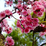 Plum Blossom 2019 5