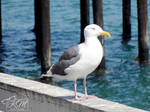 Western Gull