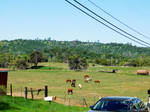 Horse Pasture 2021 1