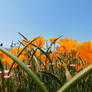 Blue Skies and Poppies