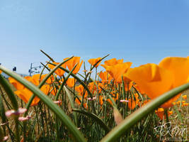 Blue Skies and Poppies