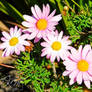 Pink Daisys