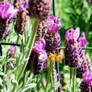 Bumble Bee on Lavender Plant