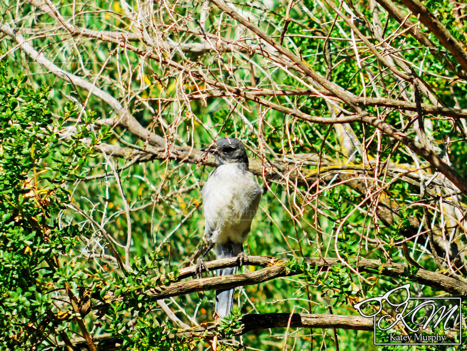 Young California Scrub Jay 2022 - 7