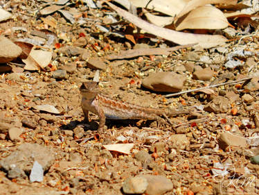 Western Fence Lizard 2022 - 2