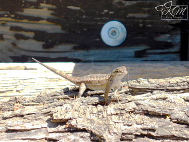 Western Fence Lizard 2022 - 3