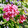 Red Spanish Valerian