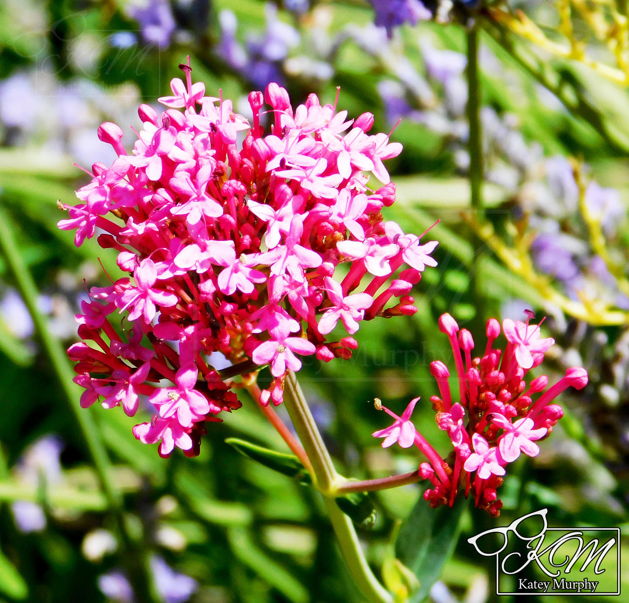 Red Spanish Valerian