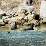 Colony of Sea Lions 2022 - 1