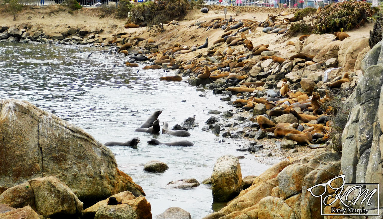 Colony of Sea Lions 2022 - 2