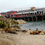 Colony of Sea Lions 2022 - 3