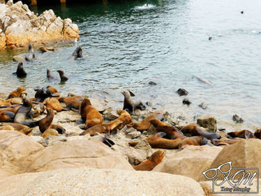 Colony of Sea Lions 2022 - 5