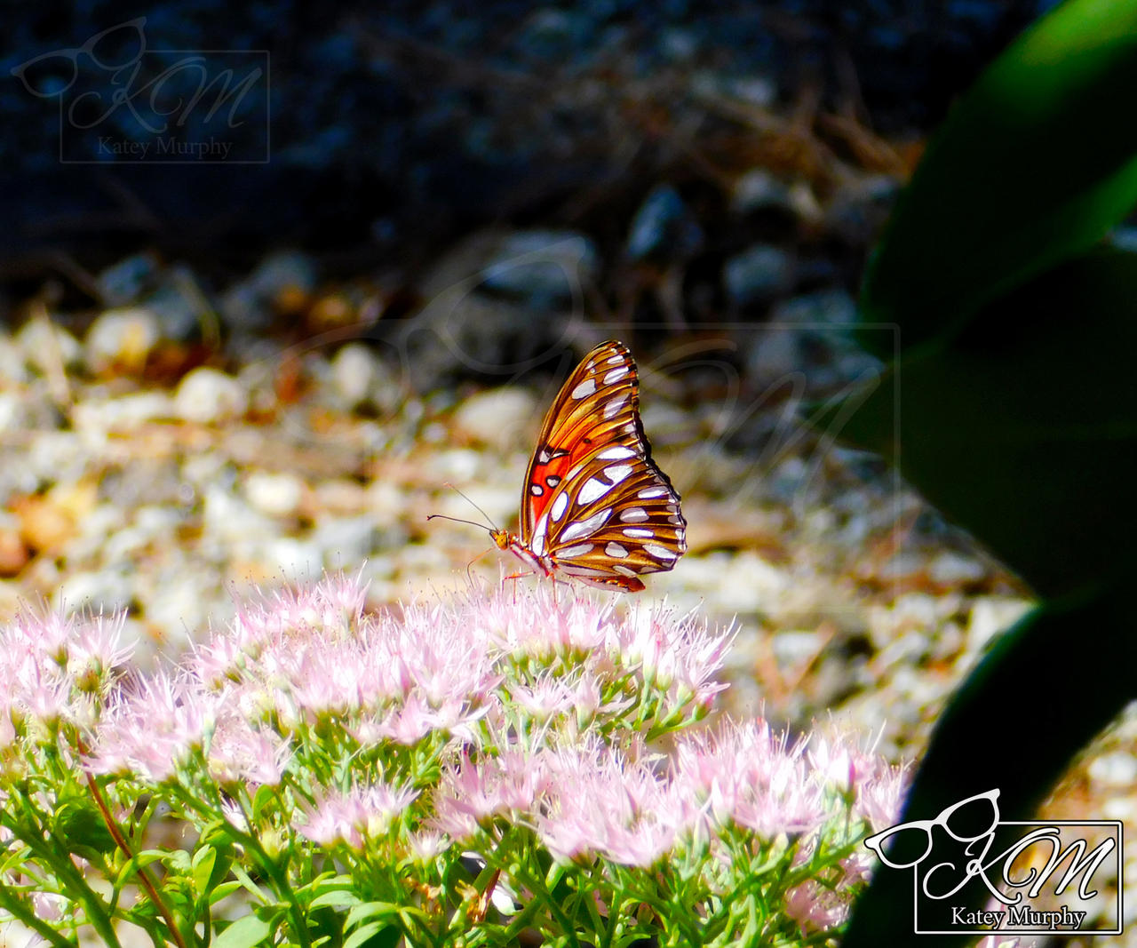 Gulf Fritillary 1