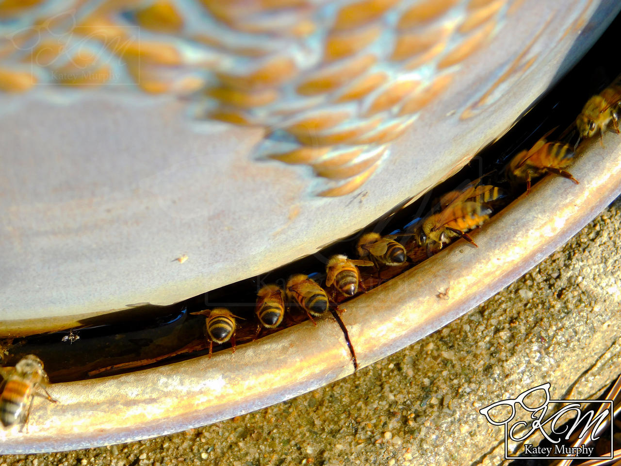 Thirsty Bumble Bees 1