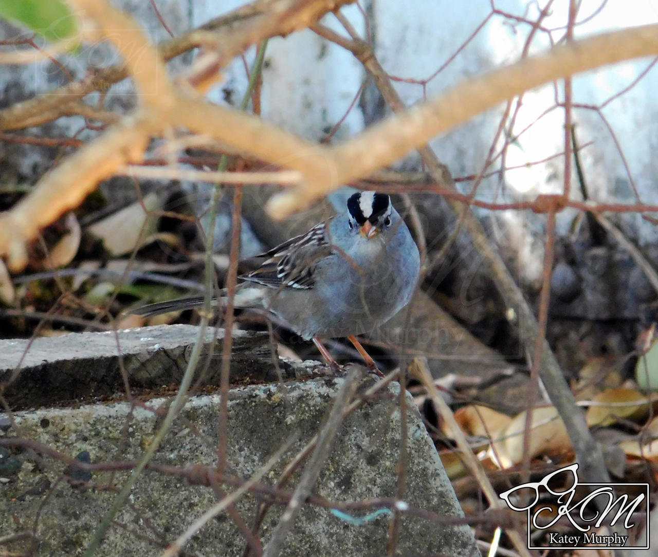 White-Crowned Sparrow 1
