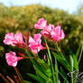 Oleander Flower 2