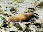 Napping Sea Lion 2023