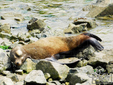 Napping Sea Lion 2023
