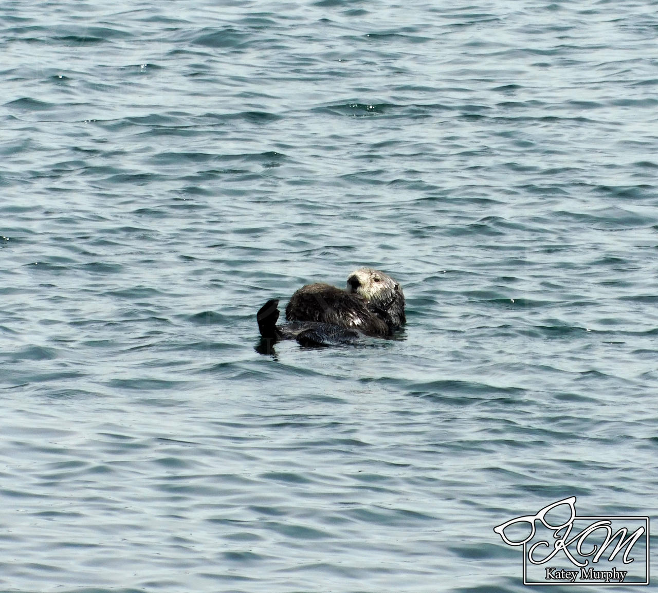 California Sea Otter