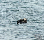 California Sea Otter