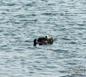 California Sea Otter