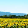 Sunflower Field - July 2023