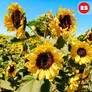 Group of Sunflowers