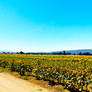 Sunflower Field 2