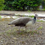 Wild Peahen