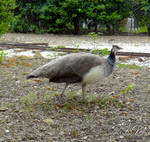 Wild Peahen