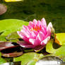 Pink Lotus Flower