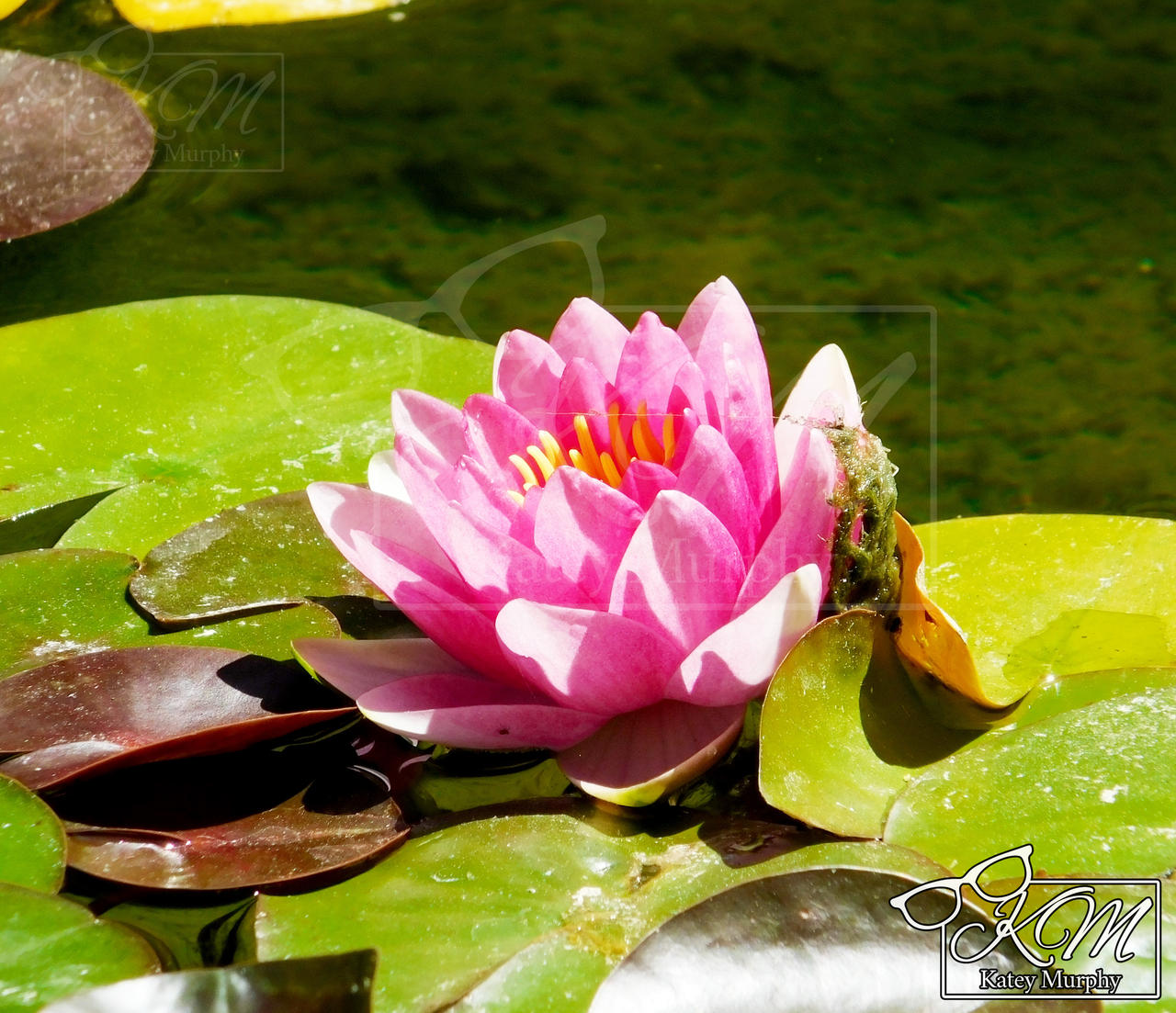 Pink Lotus Flower