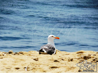 Chilling Seagull